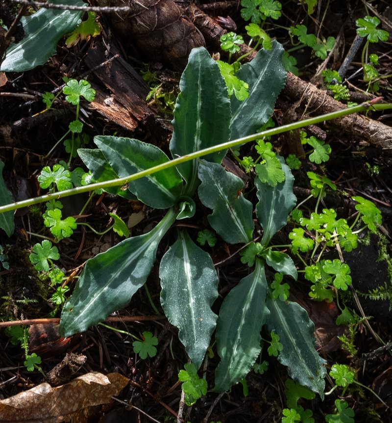 Western Rattlesnake Plantain st. helens oregon Boise cascade