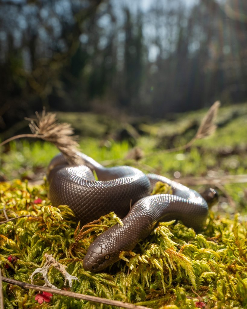 rubber boa boise cascade st. helens