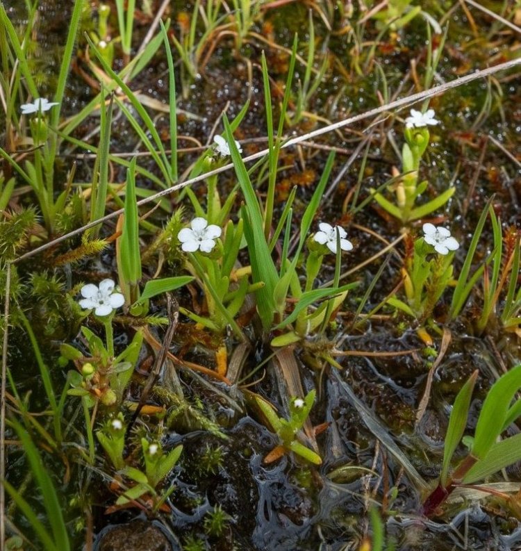 Scouler's Popcornflower st. helens oregon Boise cascade