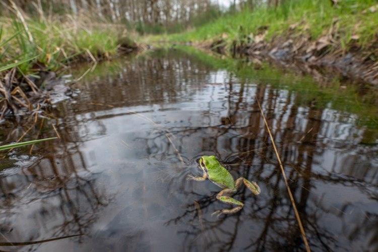 Pacific chorus frog boise cascade st. helens columbia county