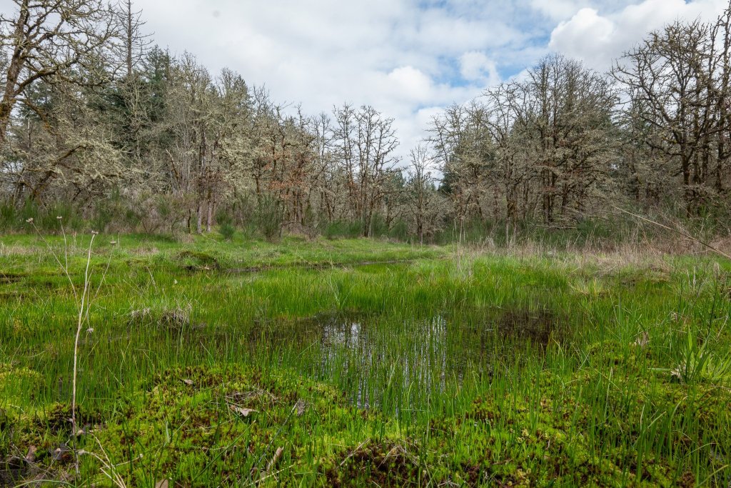 wetlands boise cascade st. helens industrial park oregon