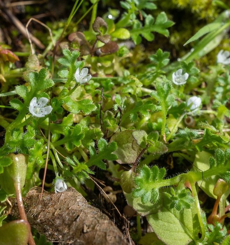 Meadow Baby Blue-Eyes st. helens oregon Boise cascade