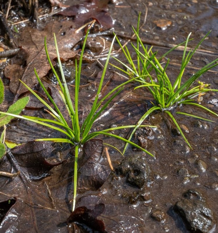 nuttall's quillwort Isoetes nuttallii st. helens oregon Boise cascade