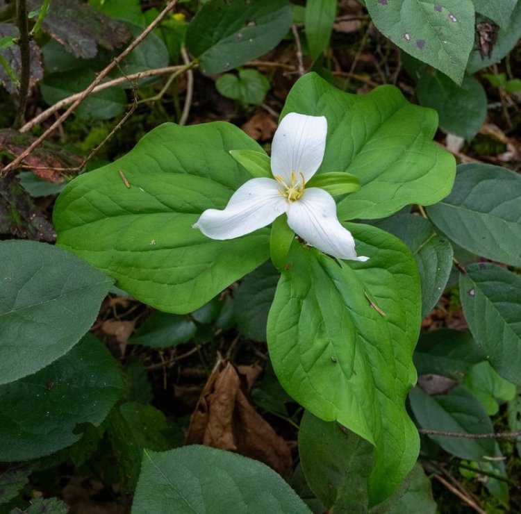 Pacific Trillium boise cascade st. helens oregon