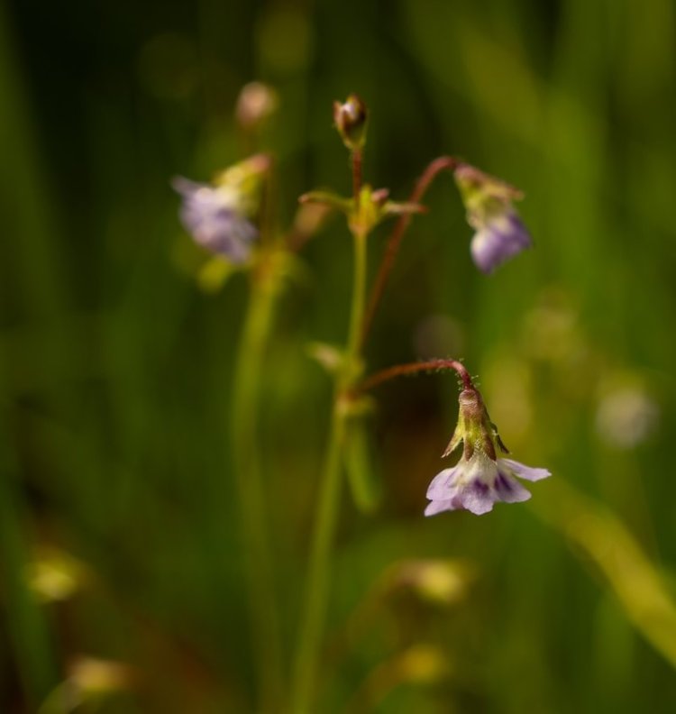 Lesser Baby Innocence boise cascade st. helens oregon
