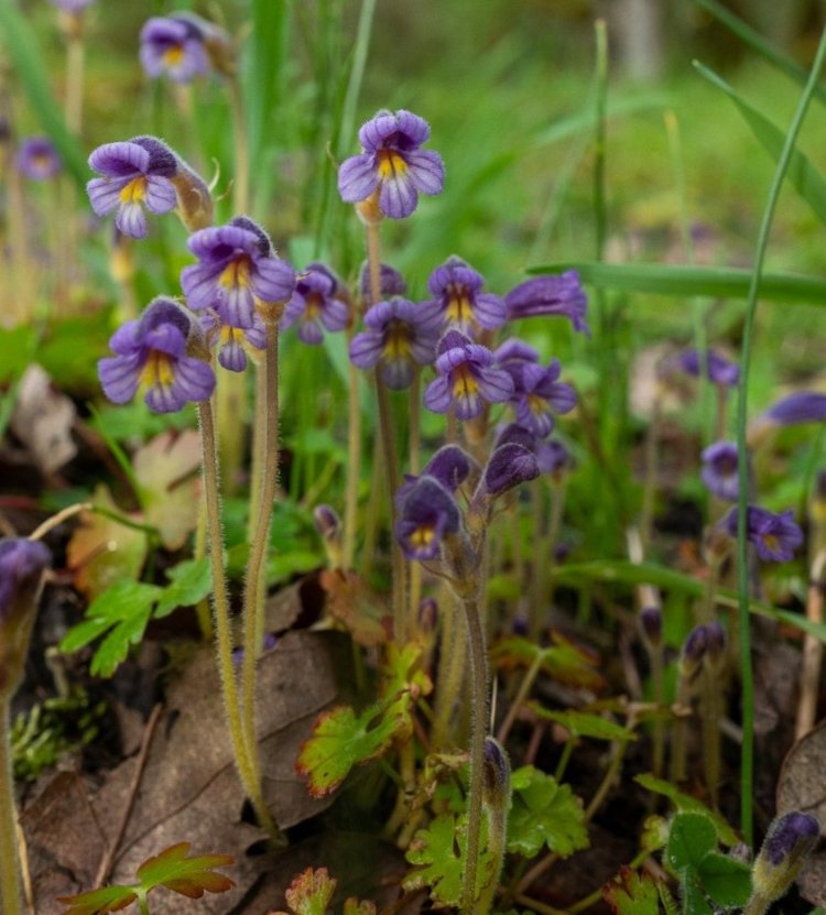Oneflower broomrape cancer root boise cascade st. helens oregon