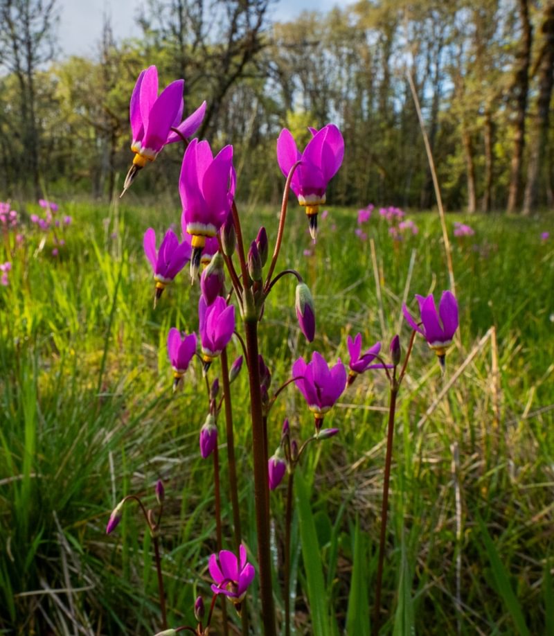 Dark-throated Shooting Star st. helens oregon Boise cascade