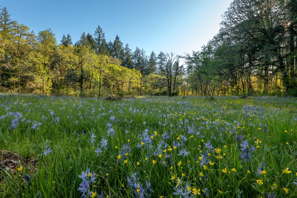 Camas meadow boise cascade st. Helens