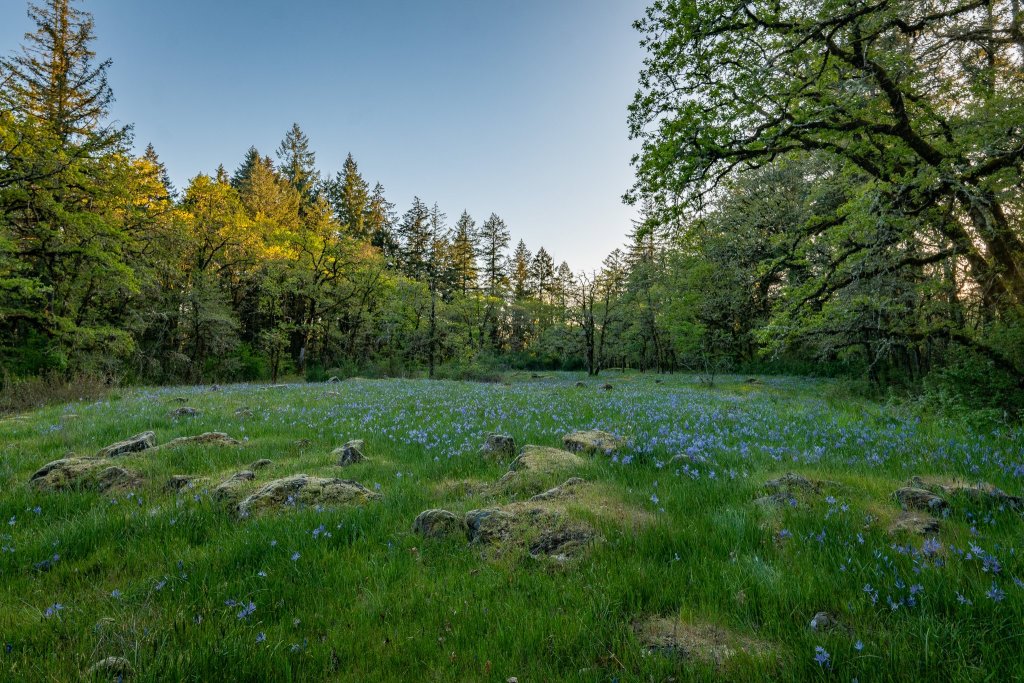 Camas meadow boise cascade st. Helens