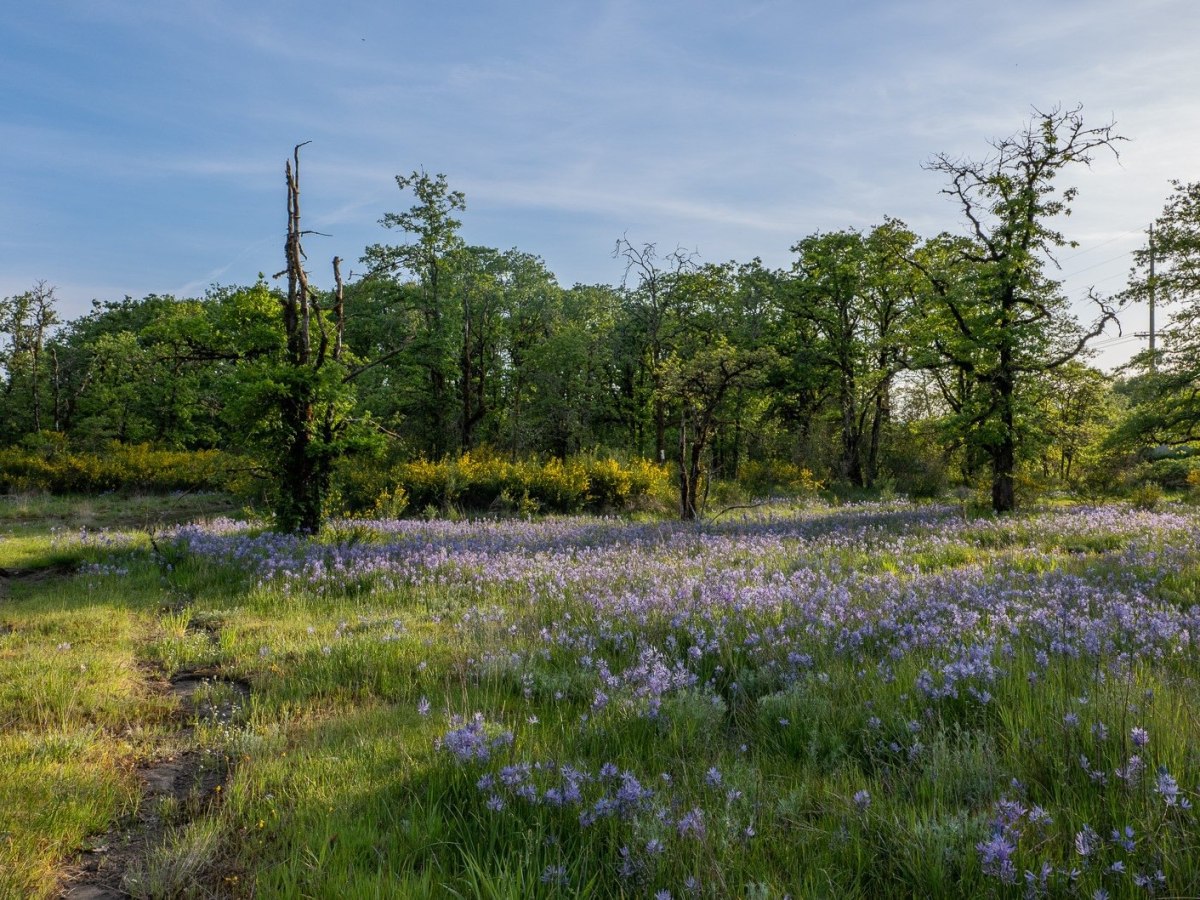 Wonders of the Boise Cascade&nbsp;Property