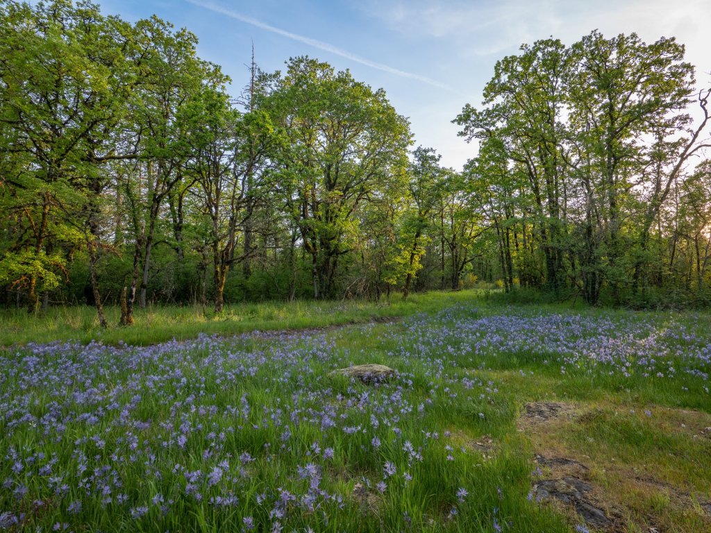 Camas meadow boise cascade st. Helens