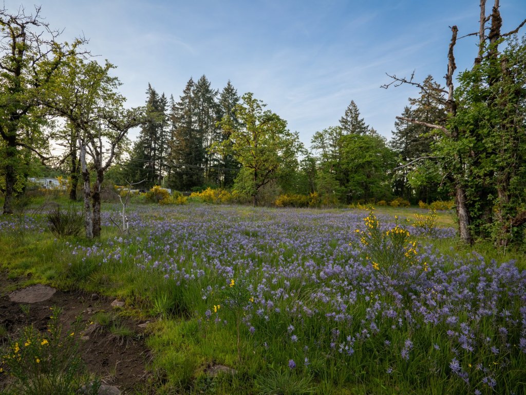 Camas meadow boise cascade st. Helens