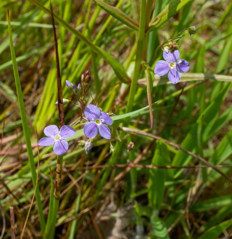 Marsh Speedwell st. helens oregon Boise cascade
