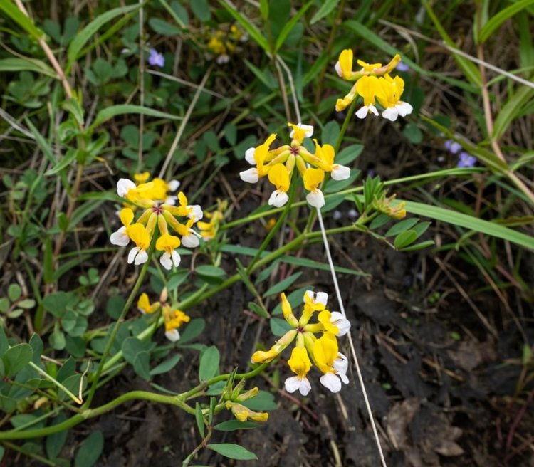 Meadow Bird's-foot Trefoil Boise Cascade St. Helens columbia county oregon