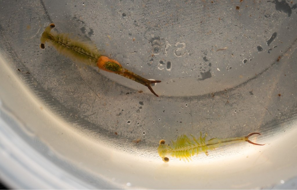 oregon fairy shrimp Eubranchipus oregonus boise cascade st. helens columbia county