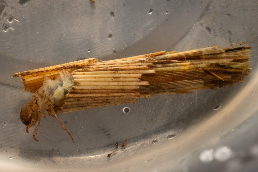 caddisfly boise cascade st. helens columbia county