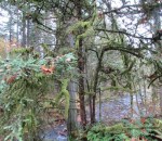 Pacific Yew Boise Cascade St. Helenes Oregon