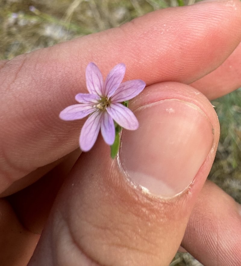 Painted Willowherbst. helens oregon Boise cascade