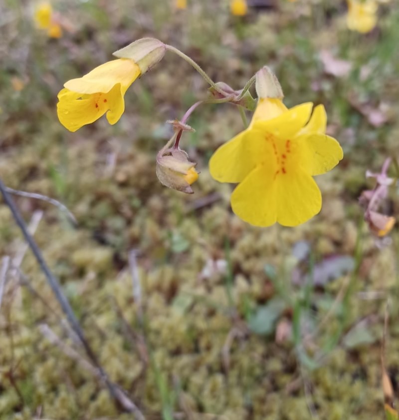 Small-leaf Monkeyflower st. helens oregon Boise cascade