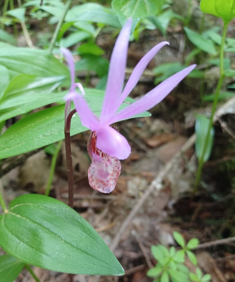 Western Lady's Slipper st. helens oregon Boise cascade