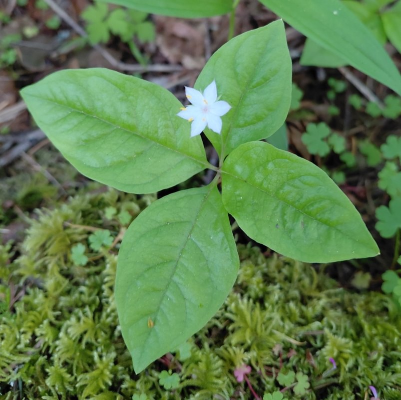 Western Starflower st. helens oregon Boise cascade