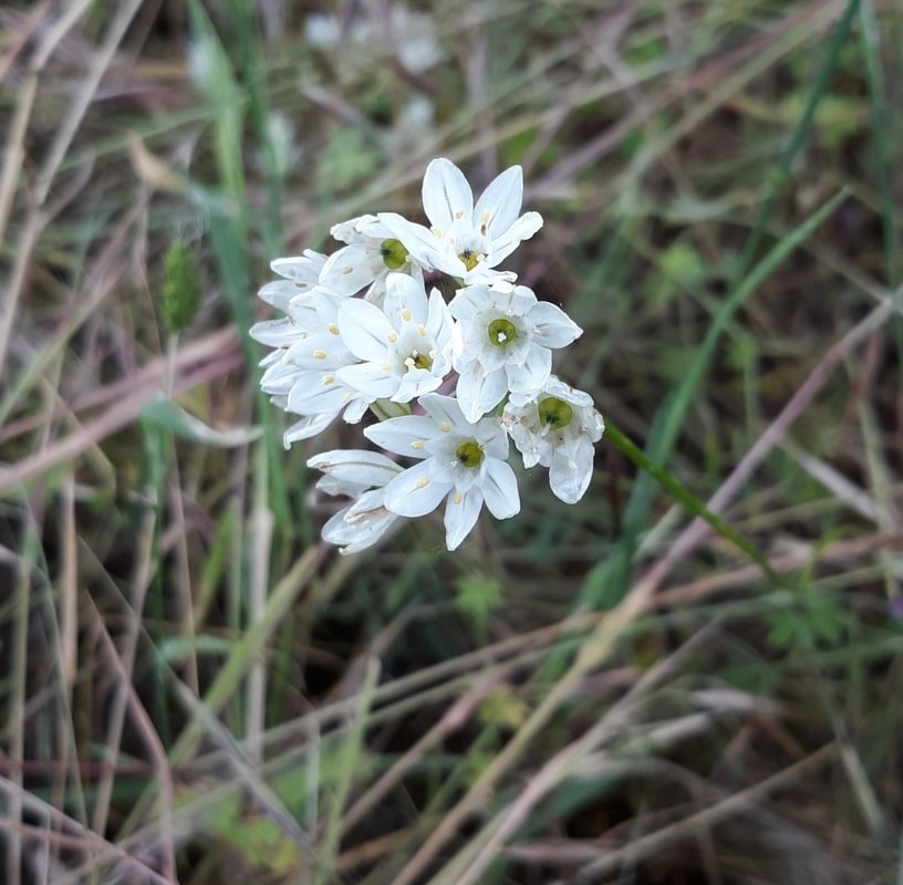 White Brodiaea st. helens oregon Boise cascade