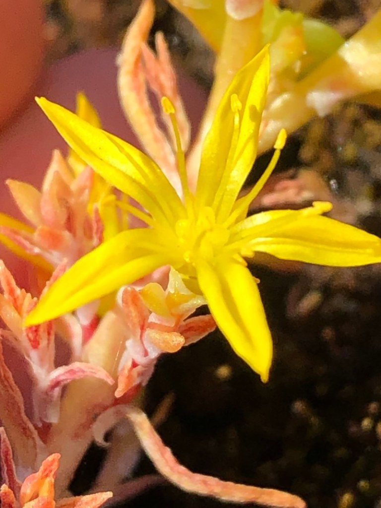 Wormleaf Stonecrop st. helens oregon Boise cascade