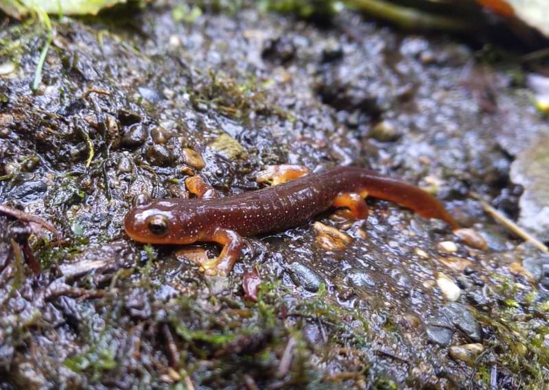 Columbia Torrent Salamander Graham Creek marshland clatskanie columbia county oregon