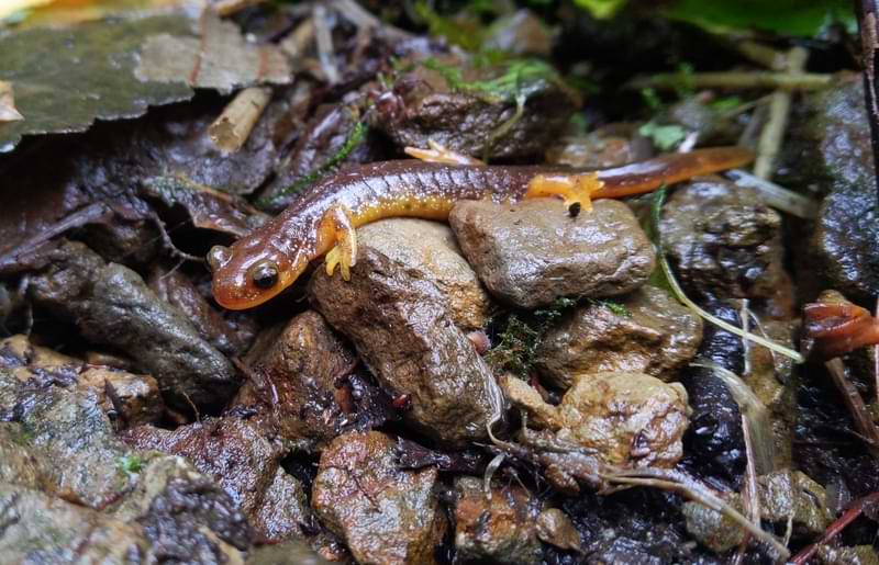 Columbia Torrent Salamander Graham Creek marshland clatskanie columbia county oregon