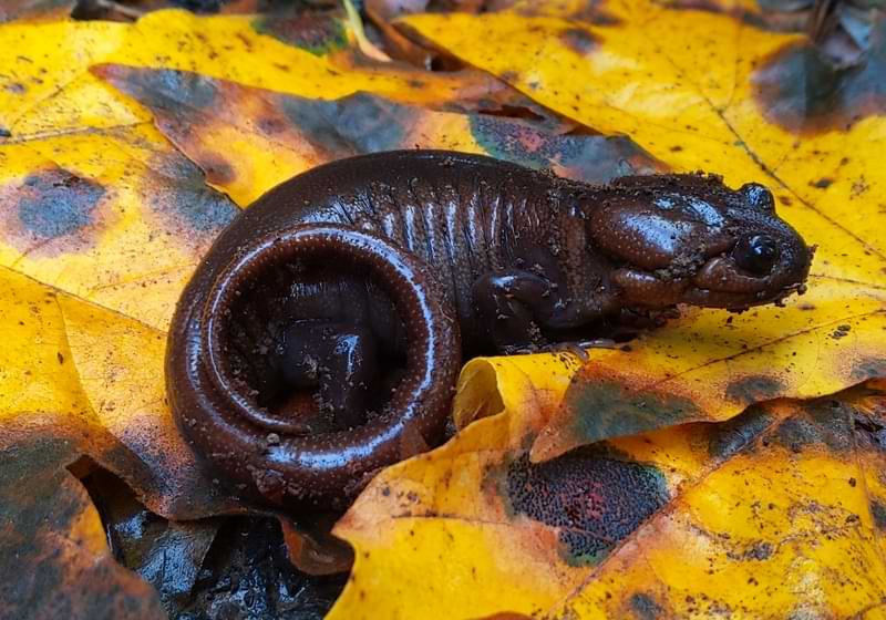 northwestern salamander Graham Creek marshland clatskanie columbia county oregon