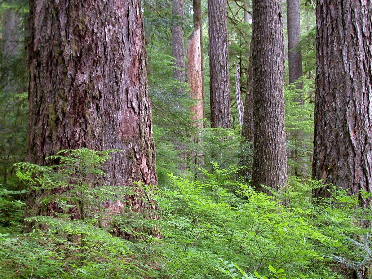 BLM’s proposed Management&nbsp;Plan