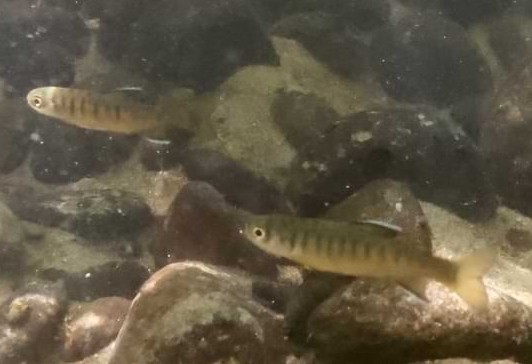 coho salmon fry graham creek clatskanie marshland oregon columbia