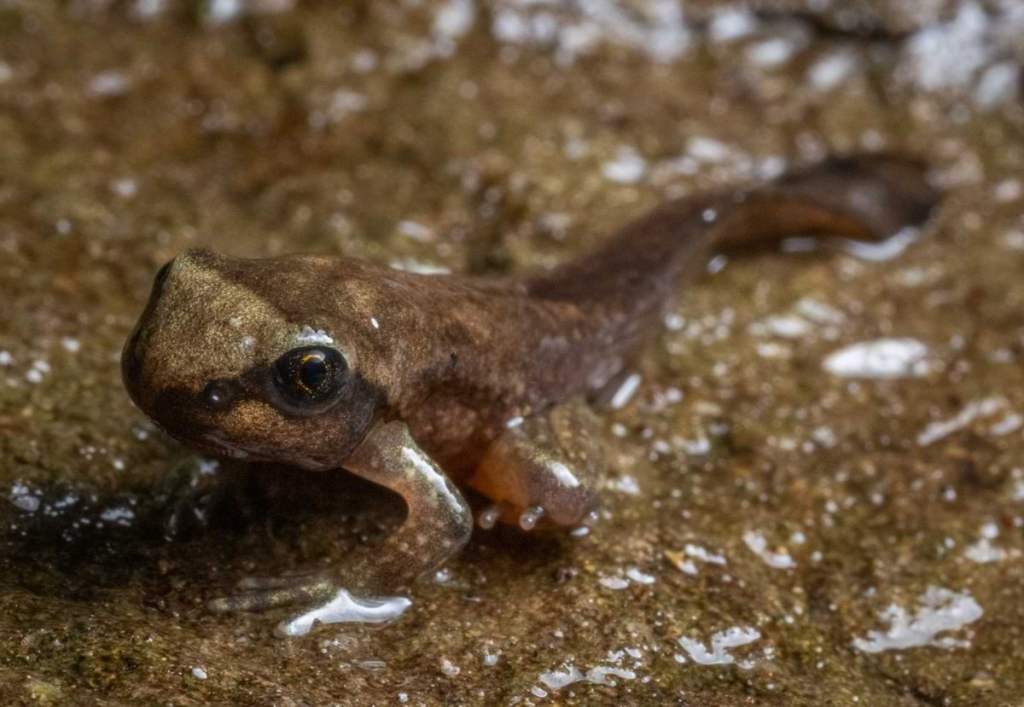 coastal tailed frog Graham Creek marshland clatskanie columbia county oregon