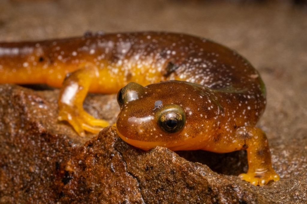 Columbia Torrent Salamander Graham Creek marshland clatskanie columbia county oregon