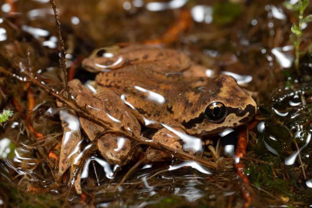 coastal tailed frog Graham Creek marshland clatskanie columbia county oregon