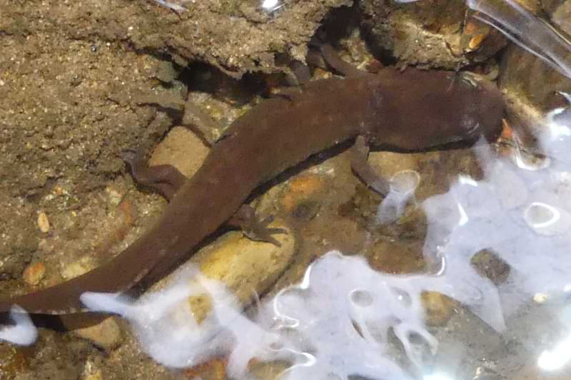 Coastal Giant Salamander Graham Creek marshland clatskanie columbia county oregon