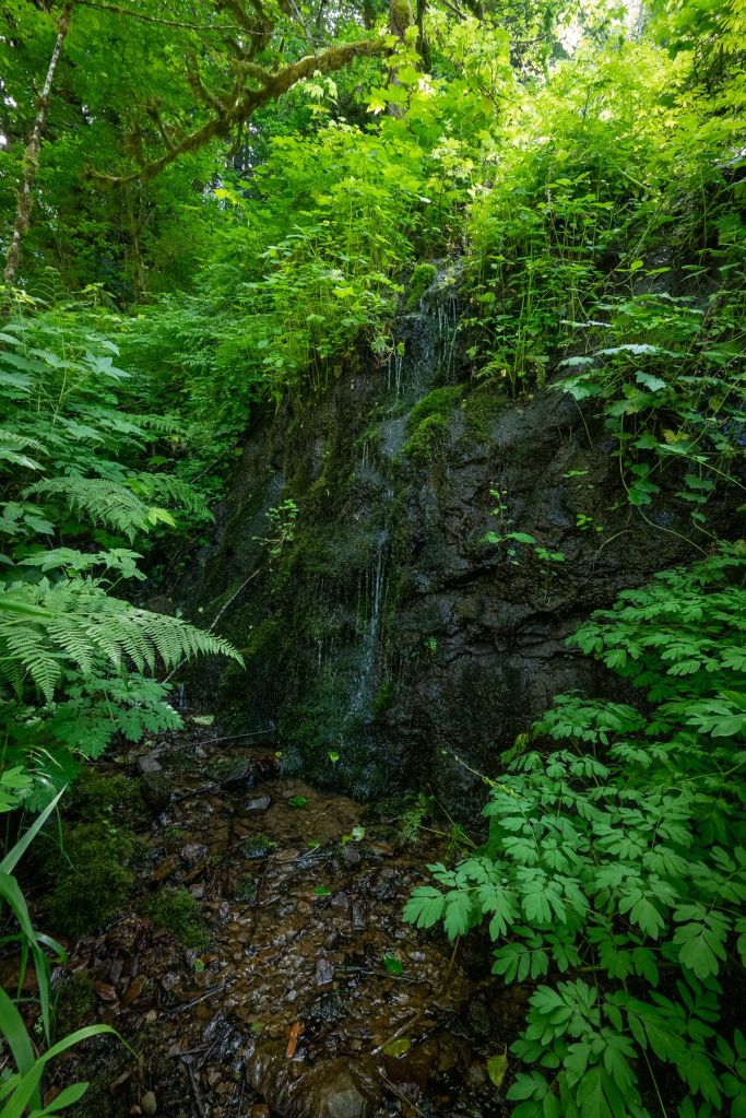 Graham creek marshland clatskanie oregon seep