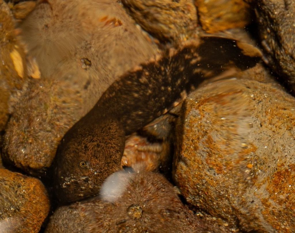 coastal tailed frog Graham Creek marshland clatskanie columbia county oregon
