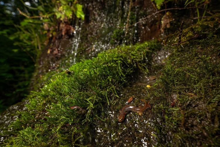 Graham creek marshland clatskanie oregon seep