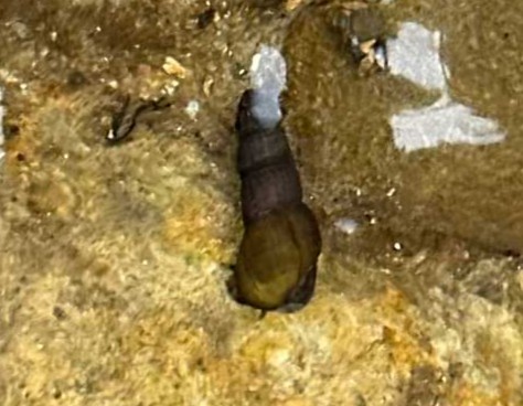 pleated juga graham creek clatskanie marshland oregon columbia