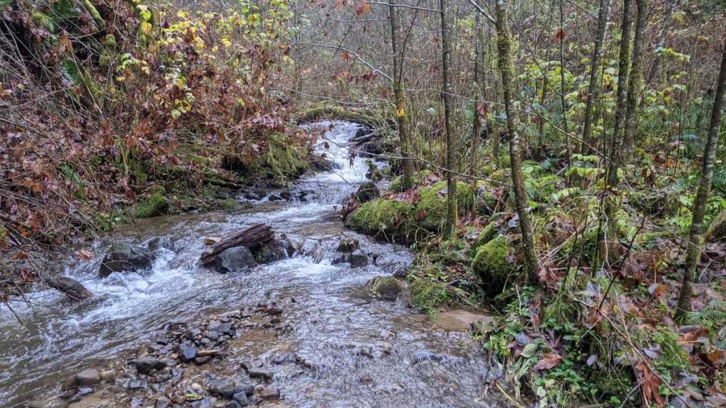 graham creek marshland clatskanie columbia county oregon