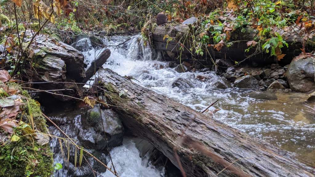 Graham Creek marshland clatskanie columbia county oregon