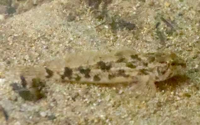 reticulate sculpin graham creek clatskanie marshland oregon columbia