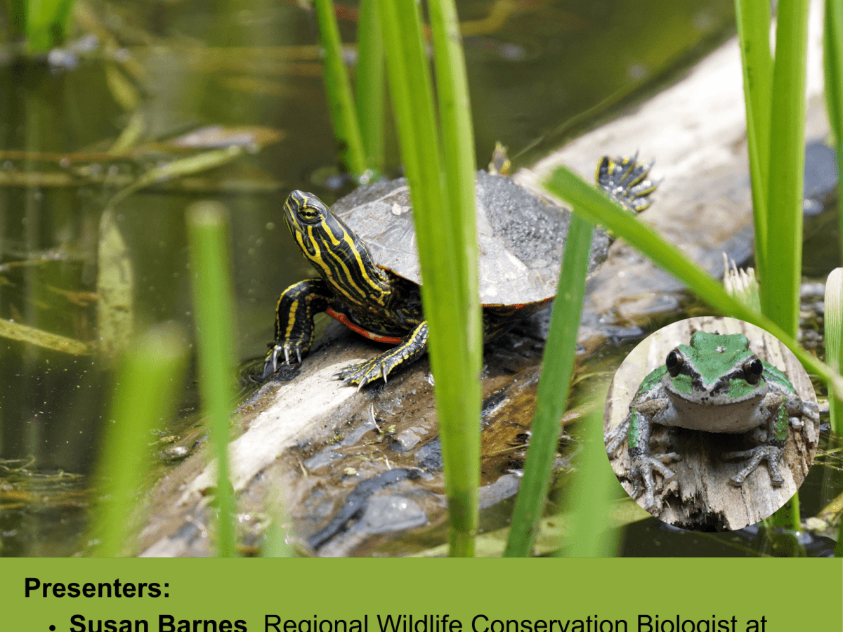 Turtle And Amphibian Forum via&nbsp;Zoom