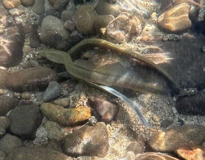 western brook lamprey graham creek clatskanie marshland oregon columbia