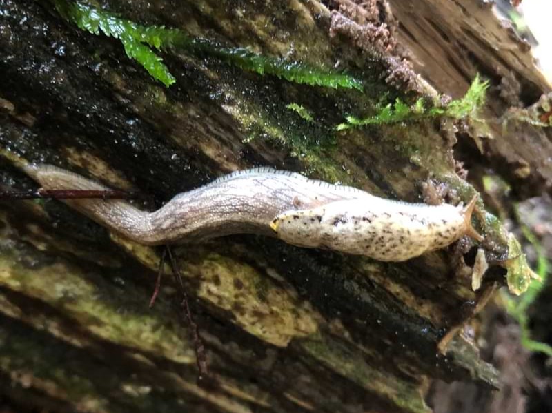 Yellow-bordered taildropper slug Graham Creek marshland clatskanie columbia county oregon