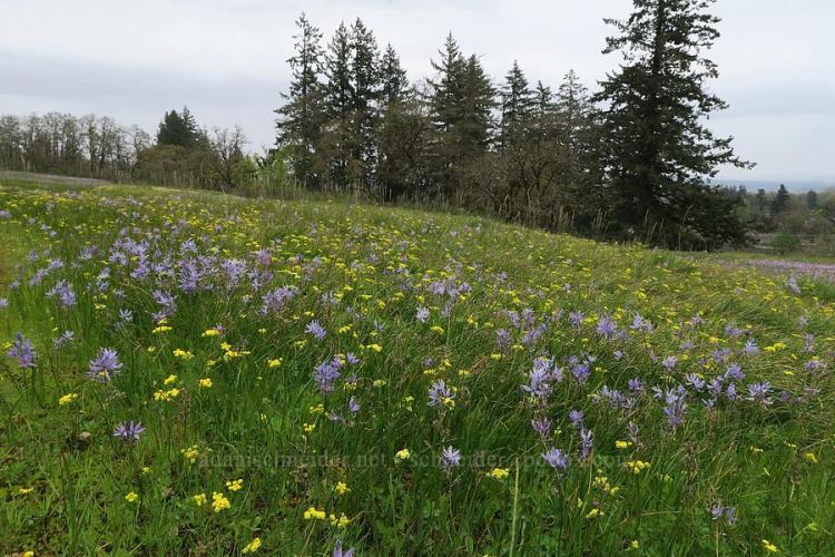 Liberty Hill wildflowers