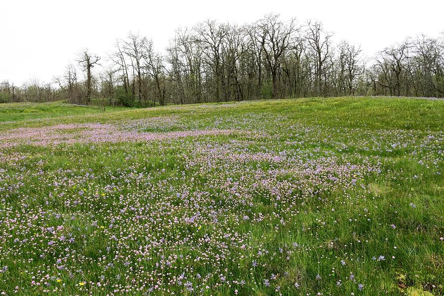 Liberty Hill wildflowers