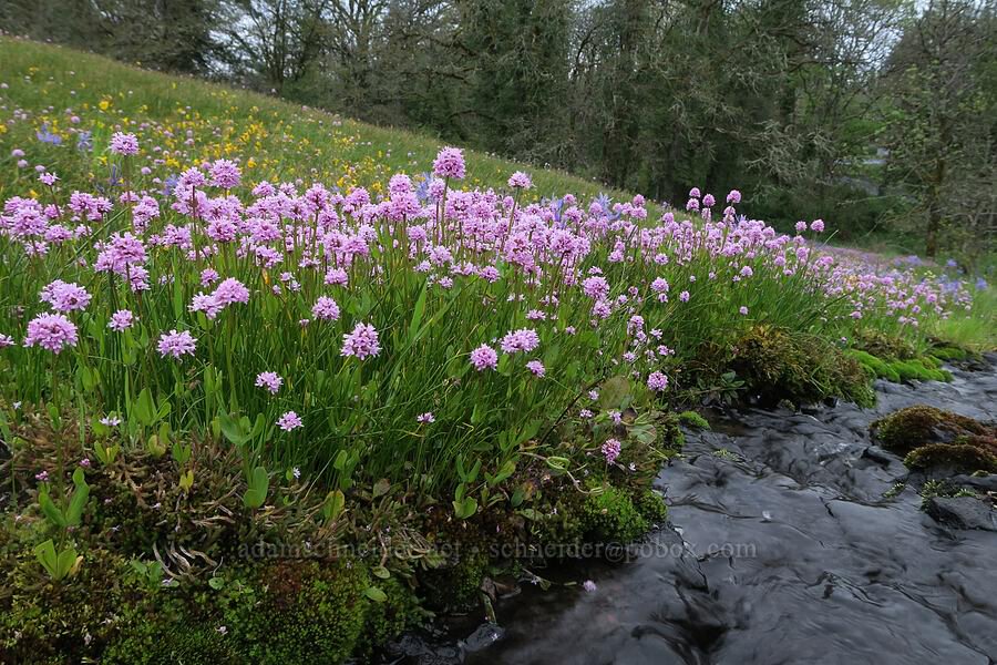 Liberty Hill vernal stream wildflowers