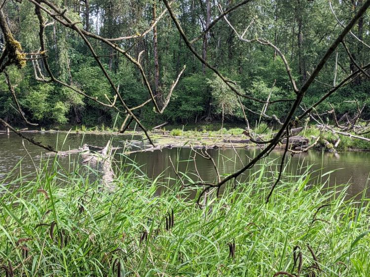 Deer Island Slough St. Helens Columbia County Oregon